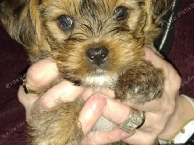 Yorkshire Terrier Dogs And Puppies Uk | Find Puppies And Dogs At Freeads  Uk'S #1 Classified Ads