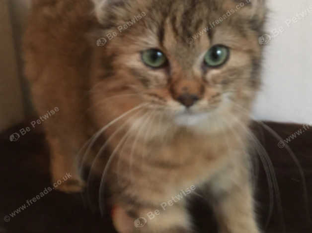 Tica Reg Ped Pixiebob Lh Girl Kitten Amazing Face In Margate On