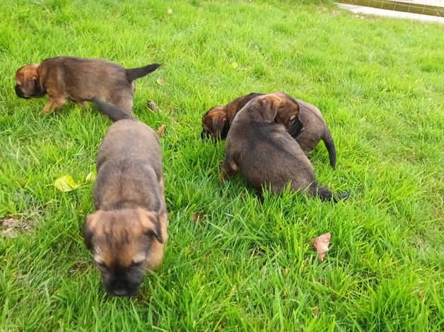 Beautiful Border Terrier Puppies in Tiverton EX16 on Freeads ...