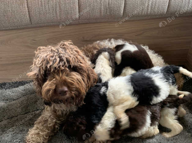 Cockapoo X English Springer Spaniel Puppies in Kingswinford DY6 on ...