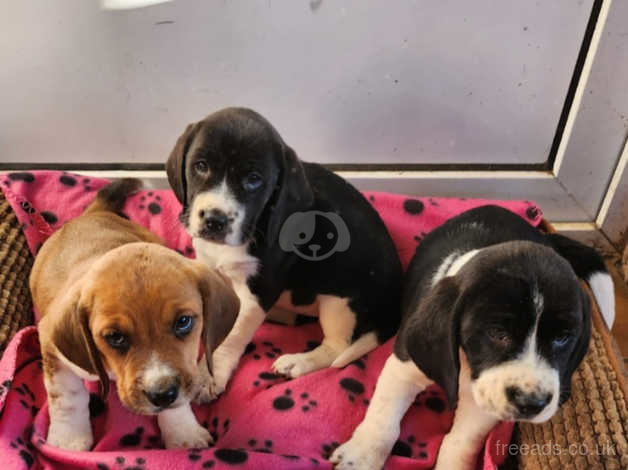 Boingle puppies for sales sale