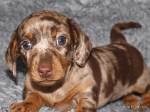 chocolate dapple miniature dachshund puppies for sale