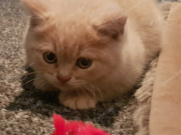 British Short Hair Kitten For Sale In Larkhall On Freeads