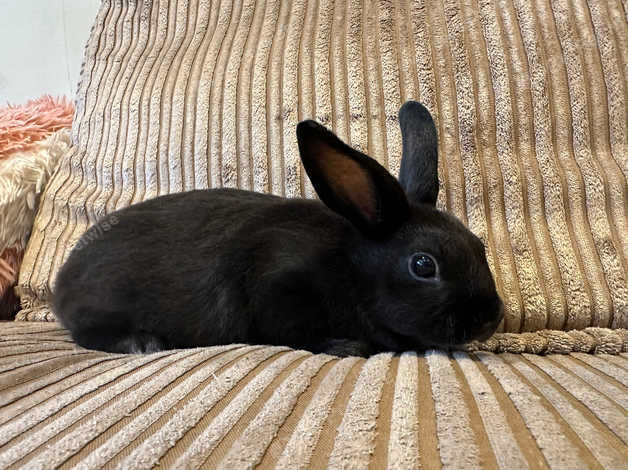 Havana best sale rabbit price