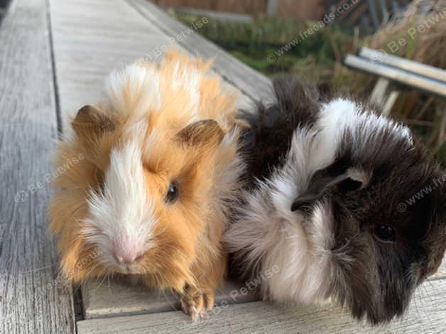 2 Really Funky Haired Baby Male Guinea Pigs In Wokingham Rg40 On