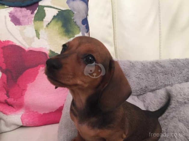 Adorable Miniature Shaded Red Dachshund Smooth Hair Pup In