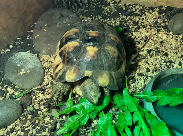 3 Years Old Marginated Female Tortoise With Enclosure, Basking Bulb And ...