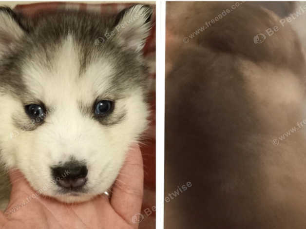 Long haired husky puppies for cheap sale