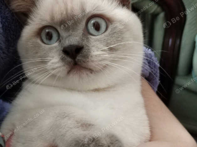 British Shorthair Lilac Colour Point In Ipswich Ip4 On Freeads