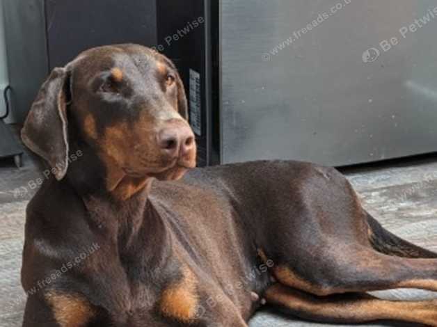 Chocolate and hot sale tan doberman