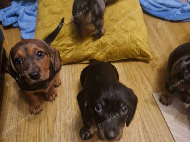 Black and tan smooth best sale dachshund puppies for sale