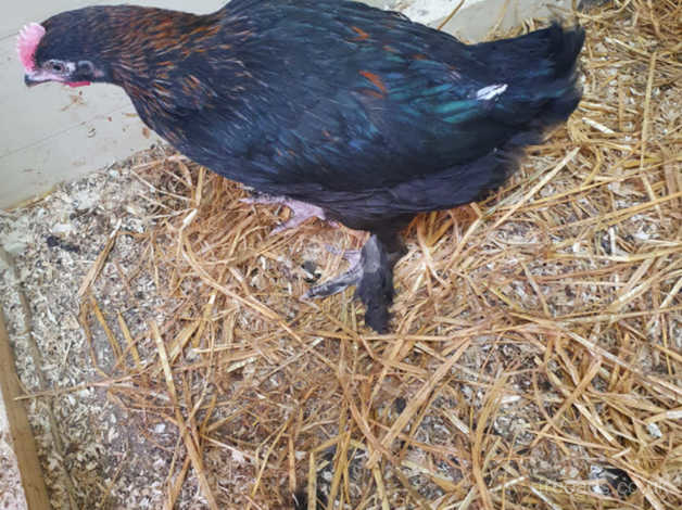 Black maran chicken cock bird in Sheffield