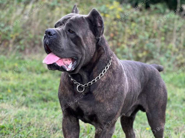 can a aidi and a cane corso be friends