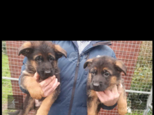 Local german shepherd hot sale puppies for sale