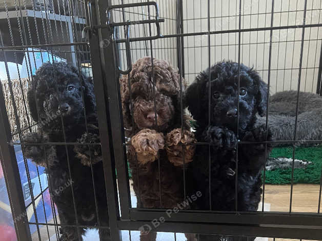 red teacup poodle for sale near me