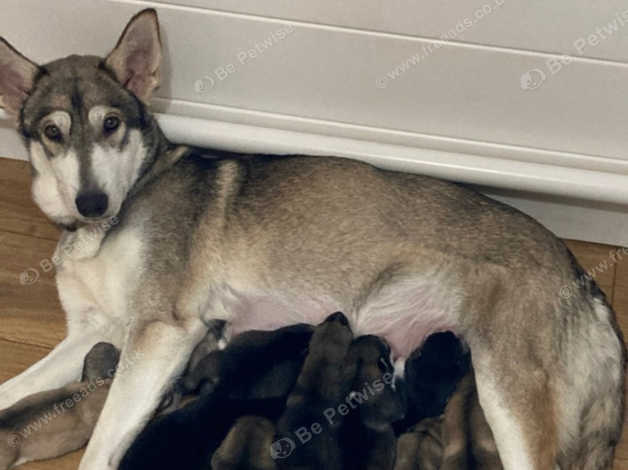 Saarloos wolfdog best sale puppies for sale