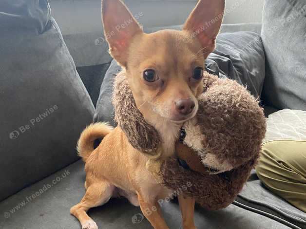 3.5 Year Male Chihuahua in Manchester M44 on Freeads Classifieds ...