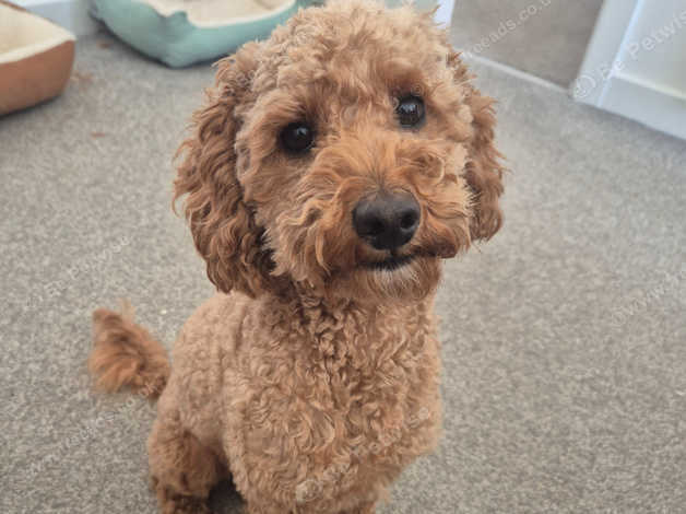 Sale Craigslist Cavalier King Charles Craigslist Pets Craigslist