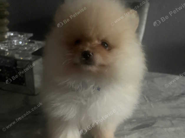 Beautiful Pomeranian for sale