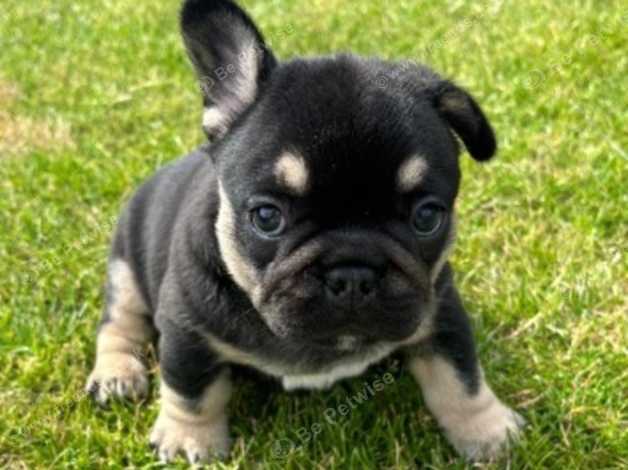 Female Frenchie Pup in Bristol BS4 on Freeads Classifieds - French ...