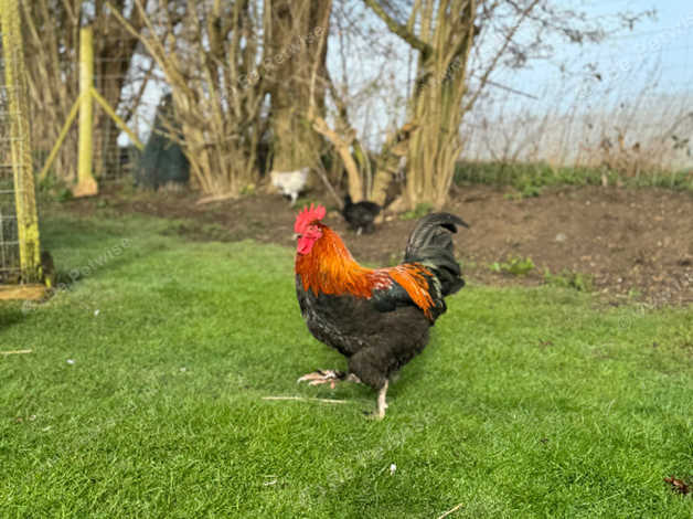 Beautiful Copper Maran Cockerel in Slough SL2 on Freeads Classifieds ...