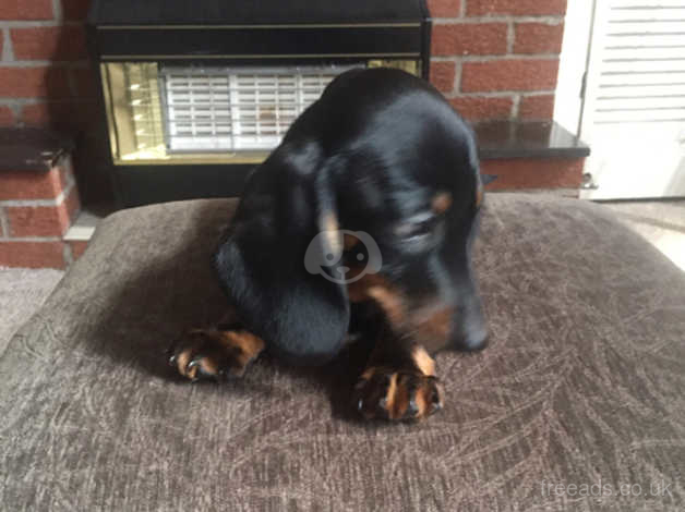 1 Beautiful Miniature Daschund For Sale In Burton On Trent On