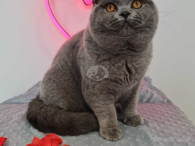 British blue hot sale cat for adoption