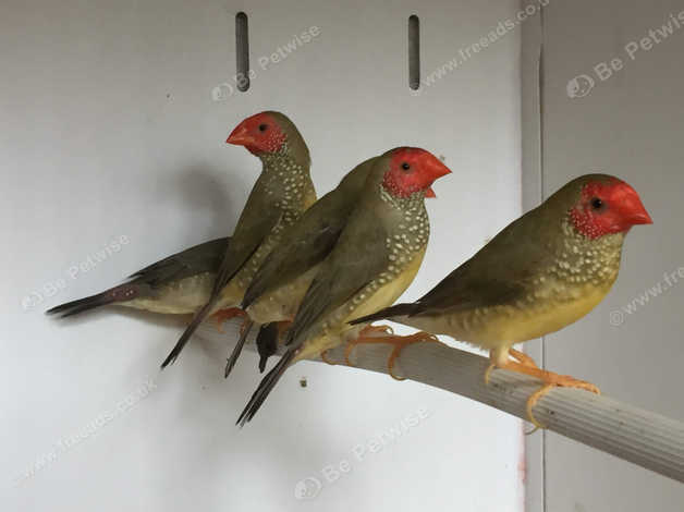 Birds For Sale >> Various Aviary Birds For Sale In Norwich Birds For Sale >> Various Aviary Birds For Sale In Norwich