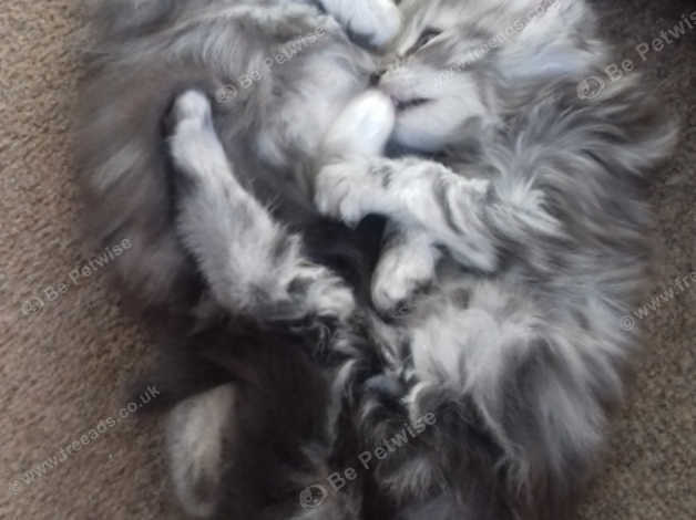 Stunning Grey Kittens In Preston On Freeads Classifieds Non