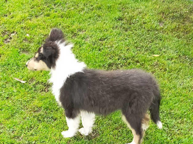 Rough Collie Puppies and Dogs for sale Freeads