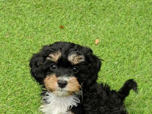 cavapoo puppies available now