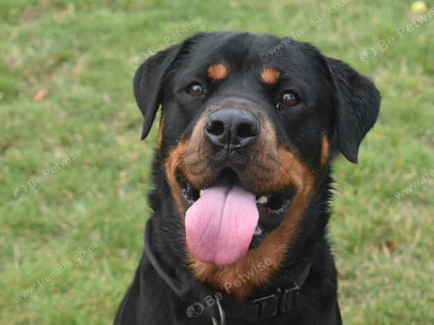 3 Year Old Rottweiler Looking For A Forever-home. in Montrose on ...