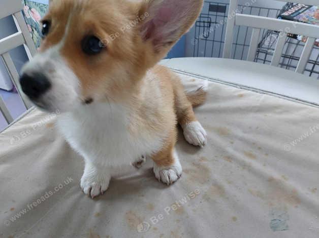 Loving Home Needed For 6 Month Old Corgi Puppy in Bognor Regis on ...