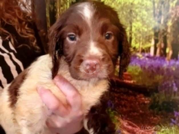 Chocolate springer spaniel store puppies for sale