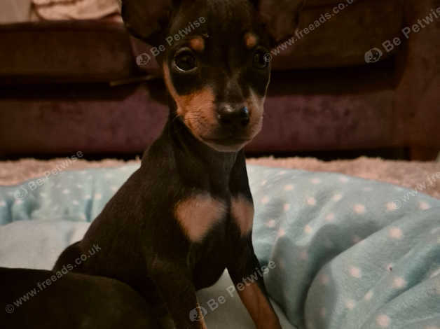 Pinscher mini for sale best sale