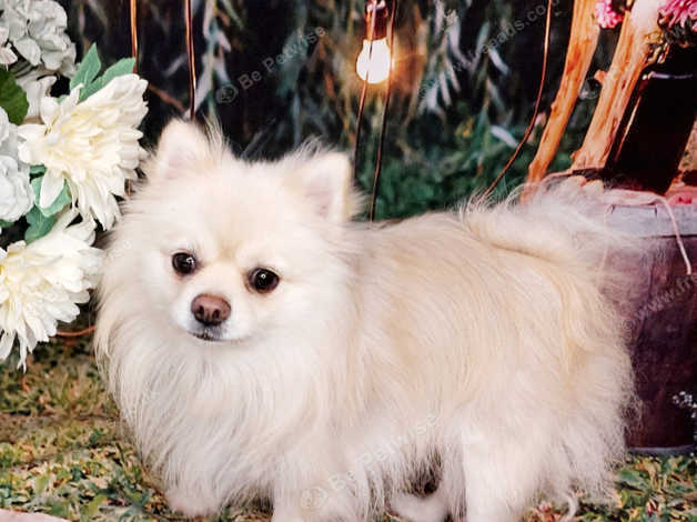 Breeding Girl White And Cream Pomeranian Russian Lines in Doncaster on ...