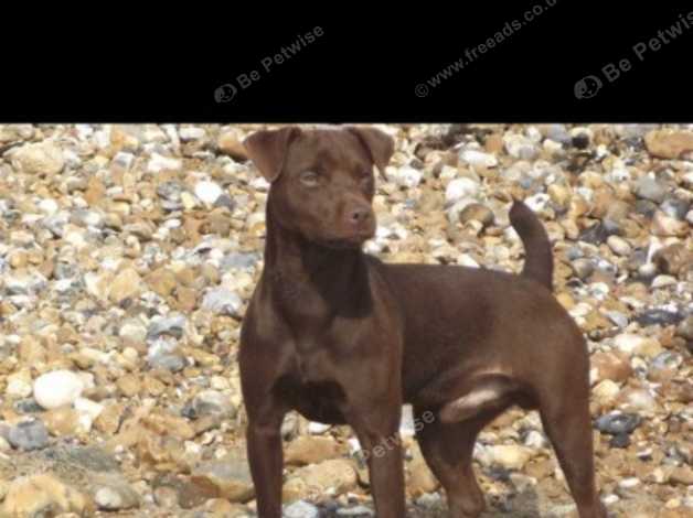 Wanted Smooth Coat Pat Black Or Choc In Houghton Le Spring Dh4 On