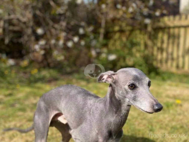 italian greyhound x whippet