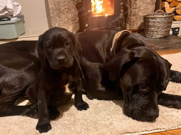 Labrador cross puppies for sale store near me