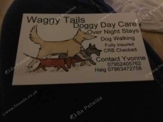 waggy ragdolls