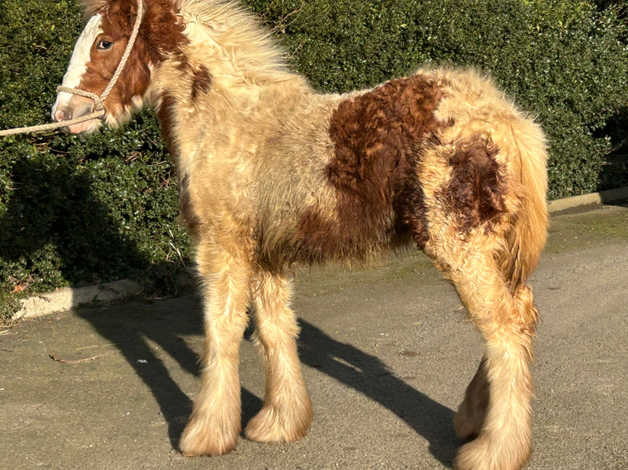 Hermits Diesel , Stunning Chestnut And White Yearling Colt | in ...