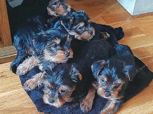 Yorkshire Terrier Puppies and Dogs for sale in Manchester Freeads