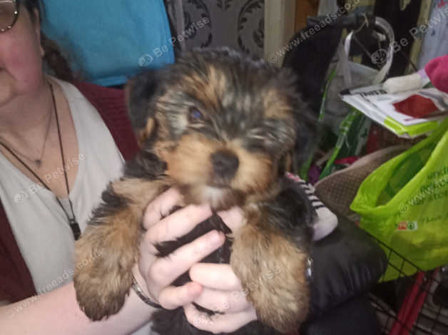 Yorkshire Terrier Dogs And Puppies Uk | Find Puppies And Dogs At Freeads  Uk'S #1 Classified Ads