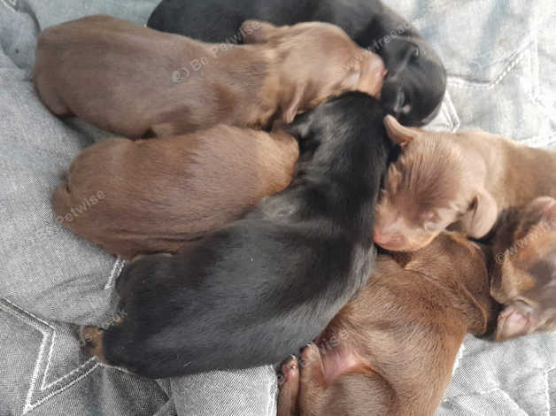 Dachshund puppies for sale best sale north east