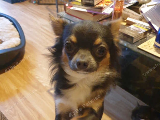 Long Haired Kc Boy Chihuahua Blue And Tan In Basildon On Freeads