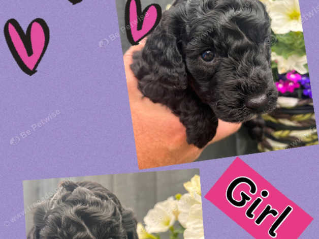 Sprockerpoo Pups 5 Weeks Old in Brechin on Freeads Classifieds ...