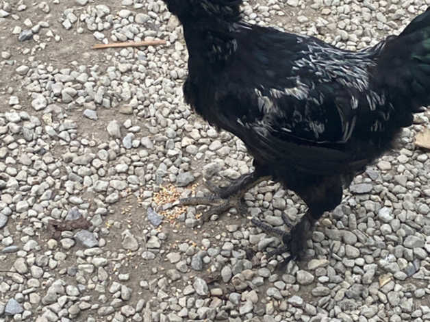 Recently hatched 4 cockerel’s not yet singing! 18 weeks old in Trowbridge