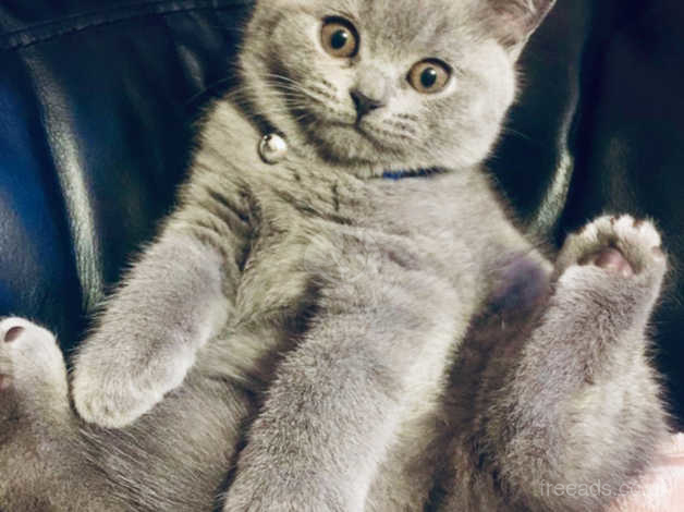 Sold British Shorthair Kitten Last Best Boy Left In London