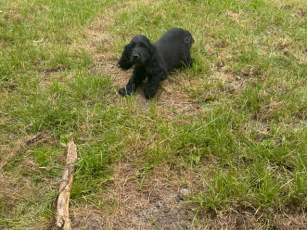 Cocker Spaniel Puppies in Glasgow City on Freeads Classifieds - Cocker ...