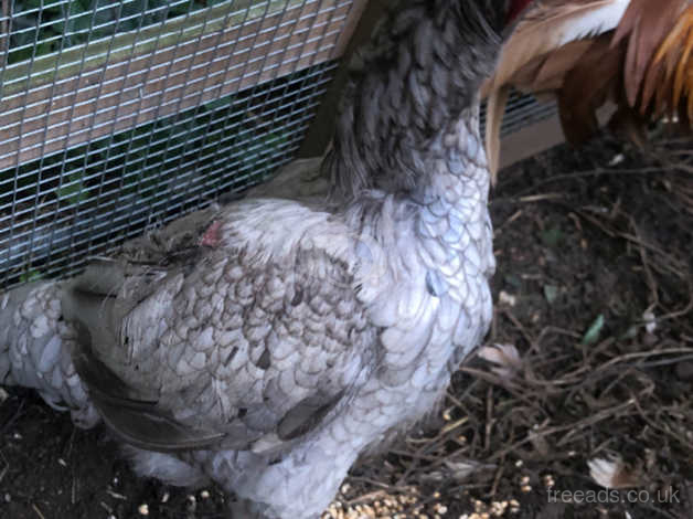 Large Fowl Shamo For Sale In Doncaster